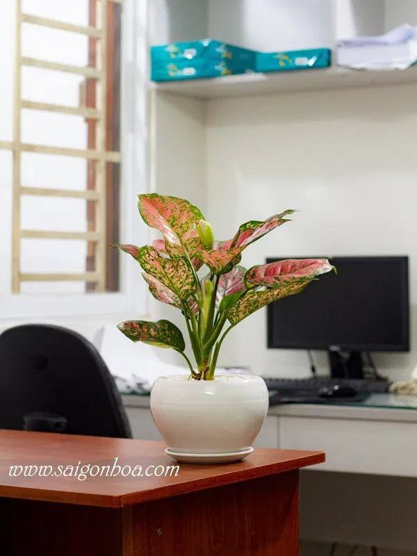 Chậu Cây Vạn Lộc Để Bàn