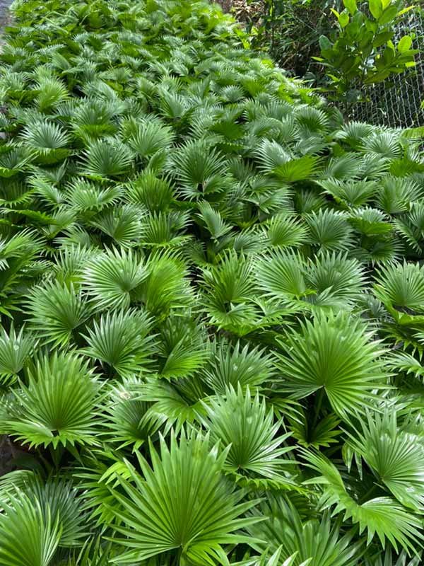 Cây Cọ Ta