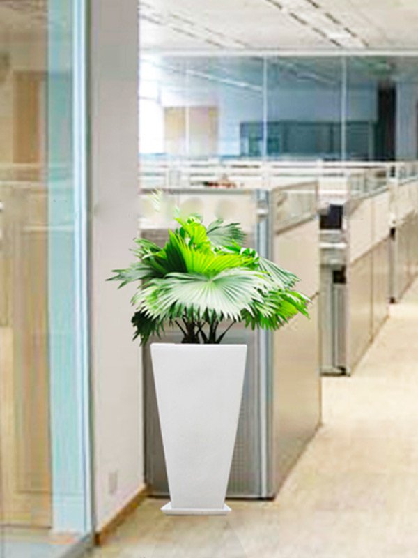 Chậu Cây Cọ Ta