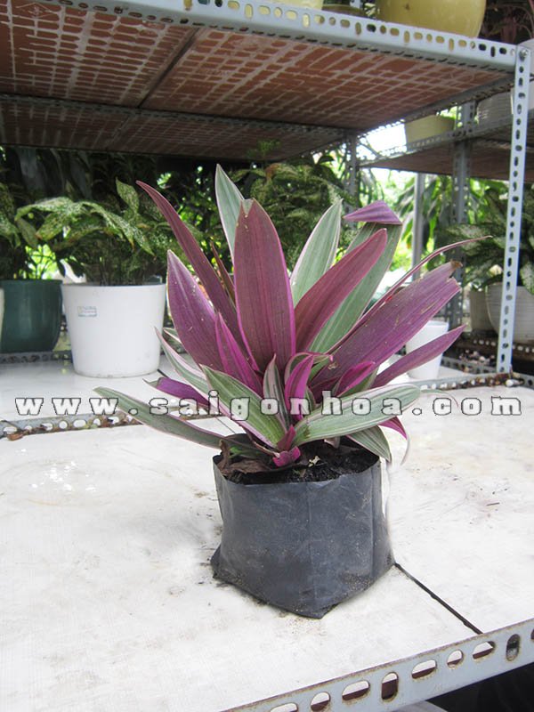 Cây Bảy Sắc Cầu Vồng