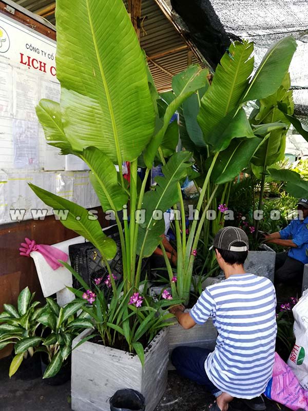 Chậu Cây Chuối Rẻ Quạt