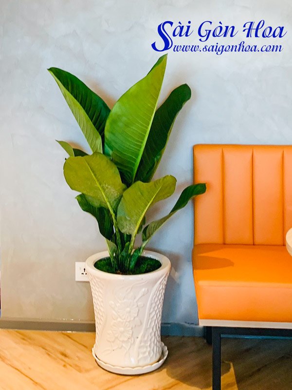 Chậu Cây Đại Phú Gia