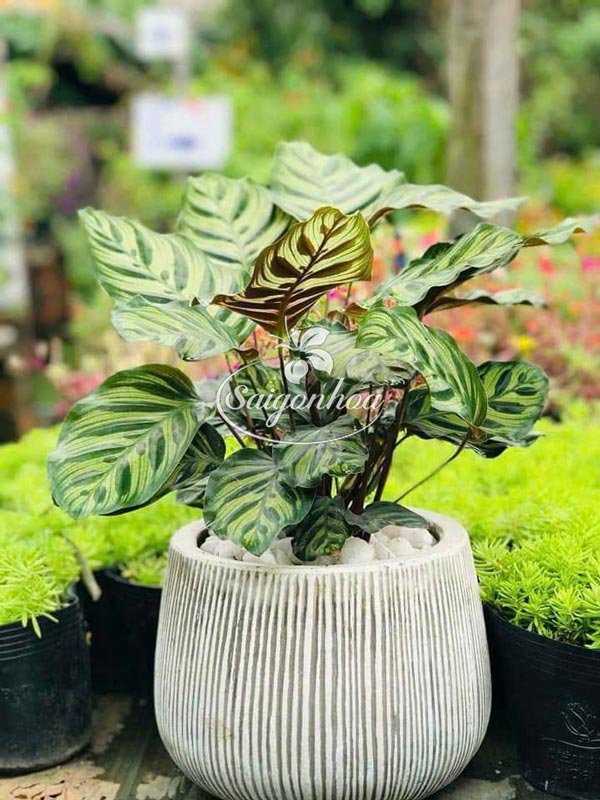 Chậu Cây Đuôi Công