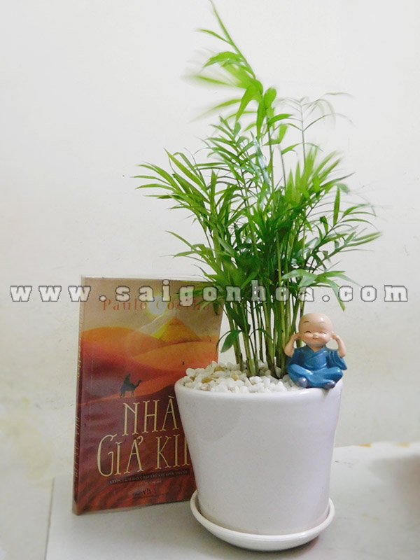Cây Cau Tiểu Trâm