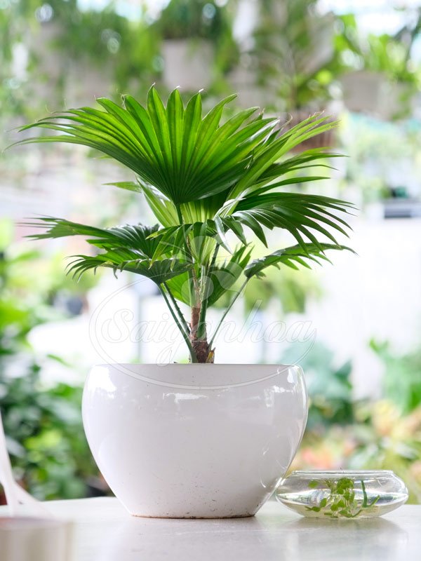 Cây Cọ Ta Để Bàn