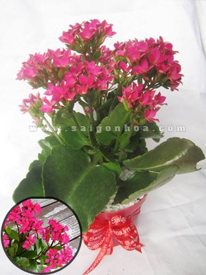 Hoa Sống Đời Đơn