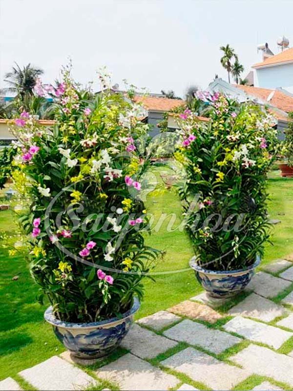 Lan Dendro Sonia Ghép Gốc Cây