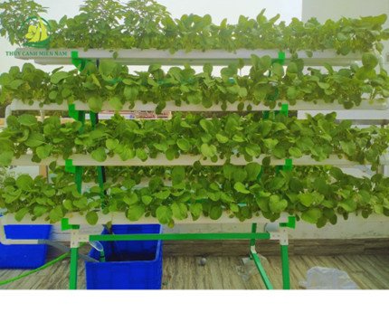 Bộ Trồng Rau Thuỷ Canh Thông Minh Dạng Sole