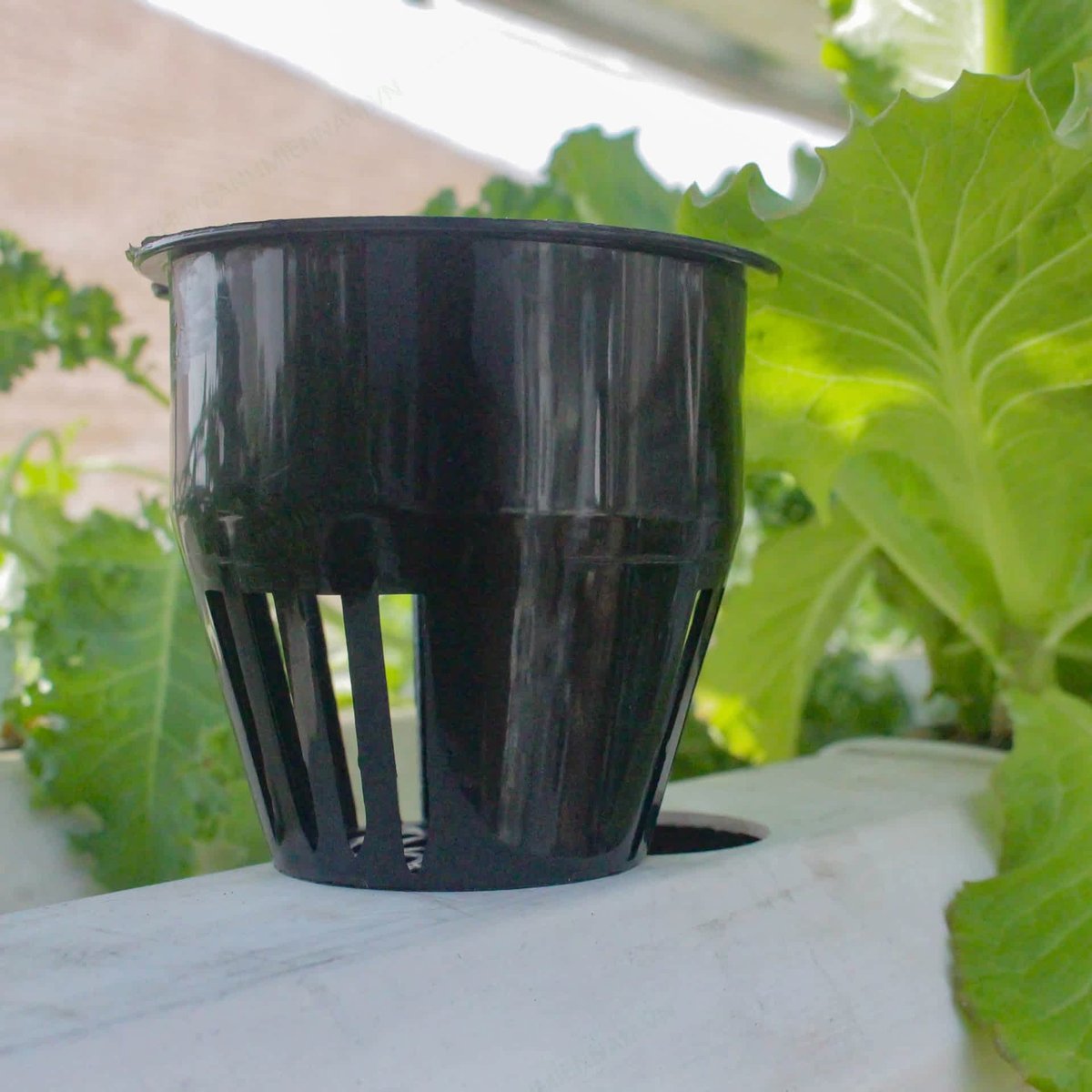 Rọ Nhựa Trồng Cây Ăn Trái Thuỷ Canh 90mm