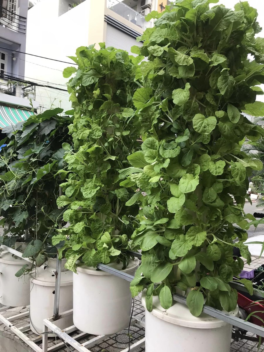 Trồng rau sạch với trụ đứng thủy canh