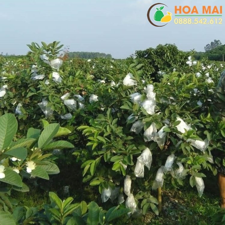 Bao bọc ổi lưới xốp ( 1kg ) chỉ lưới xốp - chưa túi bóng và thun