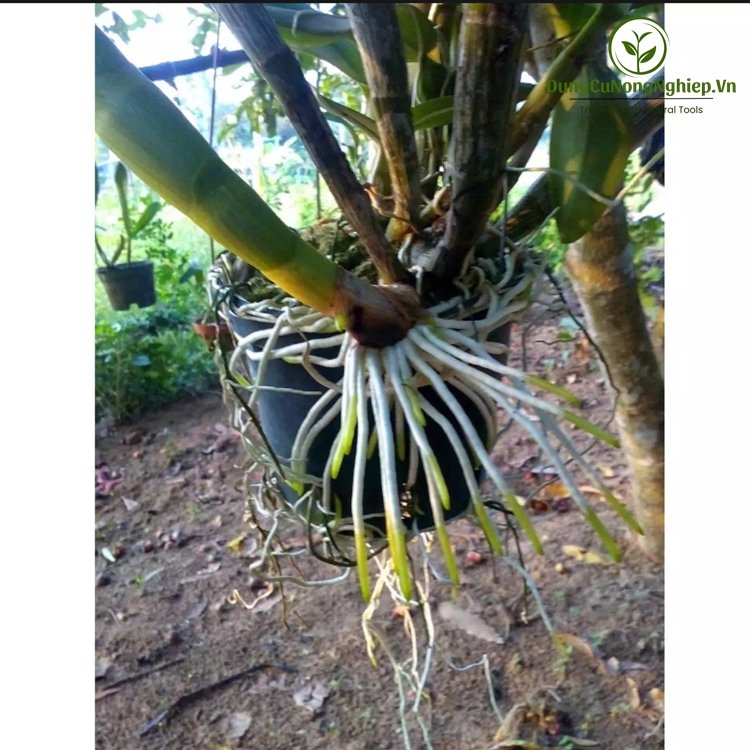 Phân bón kích thích ra rễ N3M loại 100g
