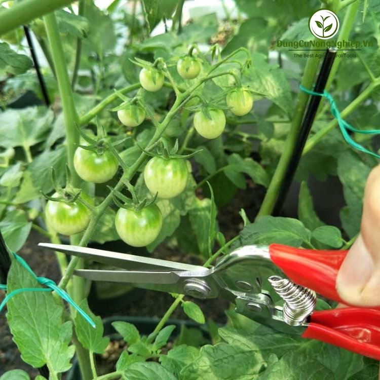 Kéo cắt tỉa hoa trái HM056 ( lưỡi dài )