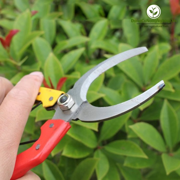 Kéo khoanh gốc lưỡi rộng 6cm