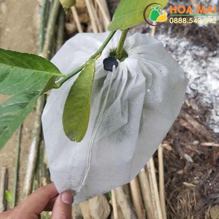 Bao dưa lê, dưa hoàng kim vải không dệt 25x30cm