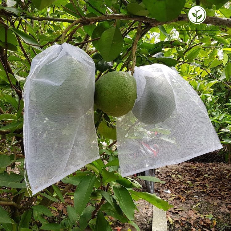 Túi bao bưởi 30x35cm Lưới Mùng Trơn