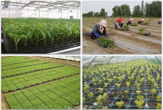 Khay ươm hạt giống 128 lỗ