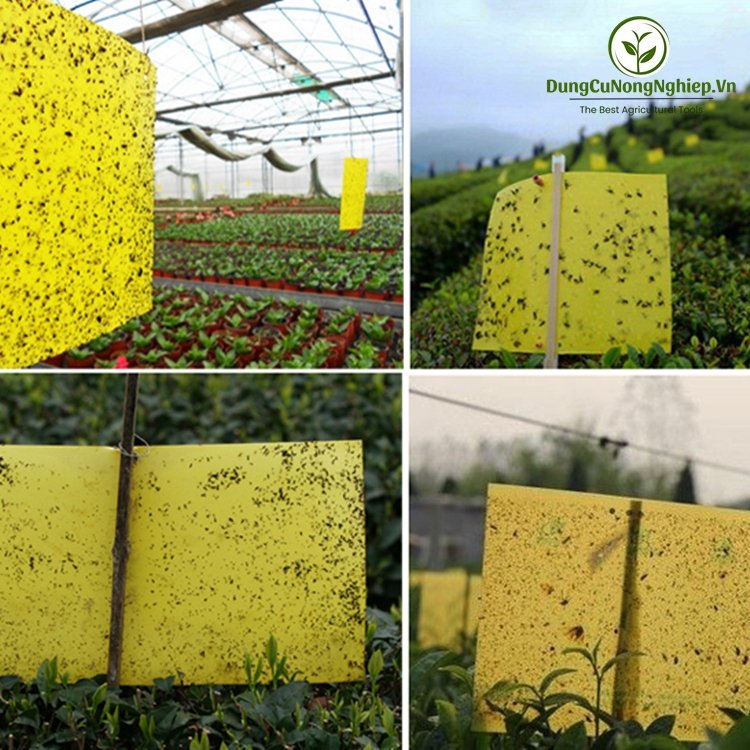 Xấp 5 miếng dán treo bẫy ruồi côn trùng 20x30  (5 miếng)