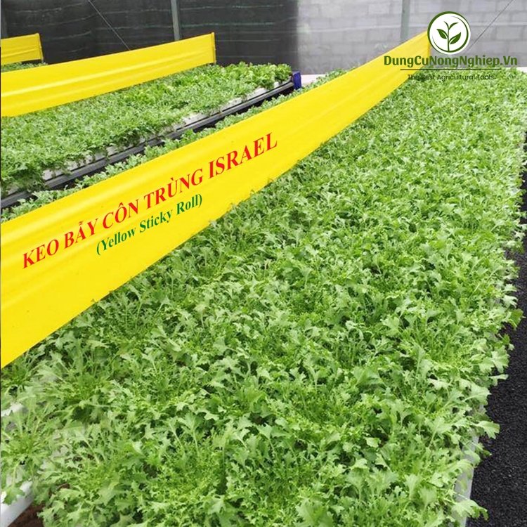 Bẫy côn trùng loại 20 mét