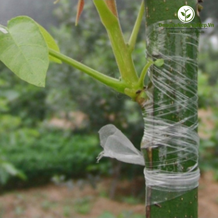 Băng ghép cây cuộn xanh 9cm