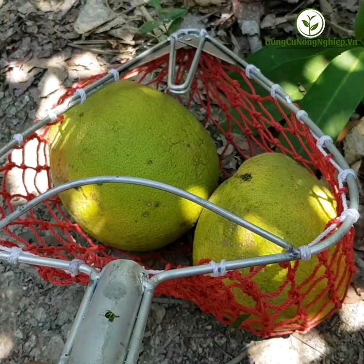 Lồng hái trái Phước Lộc ( rộng 26cm )