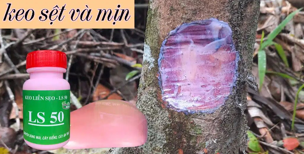 Keo liền sẹo - LS 50 (100gr)