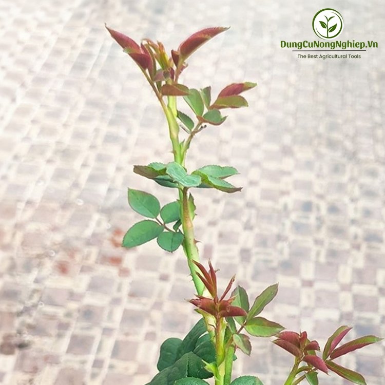 Giá thể trồng hoa hồng SFARM - 20dm3