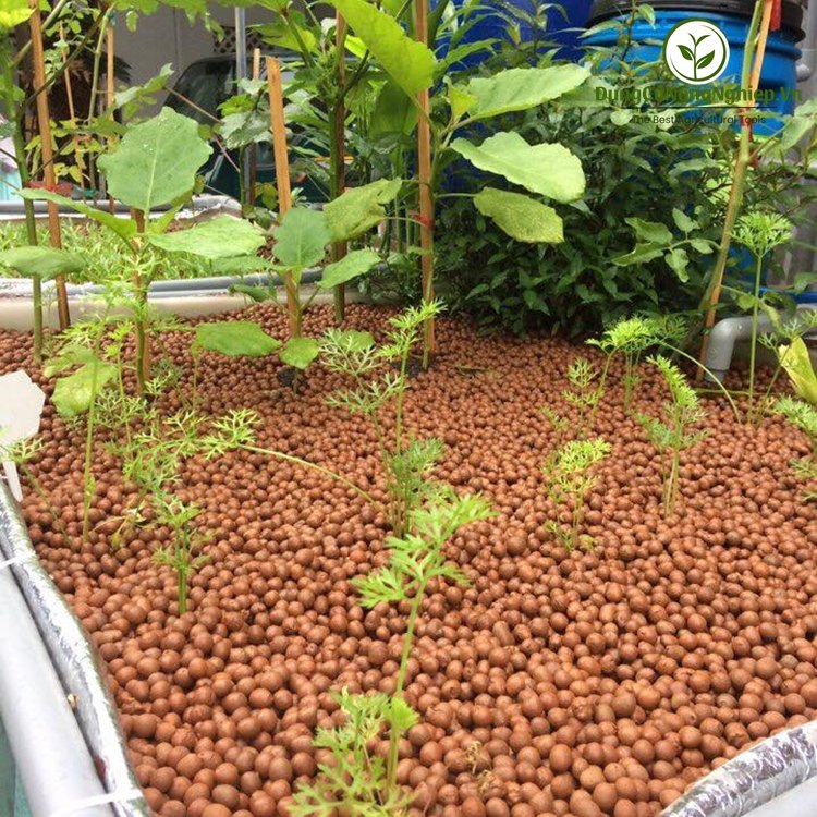 Viên đất nung ( bao 5dm3) Sfarm 5-10mm