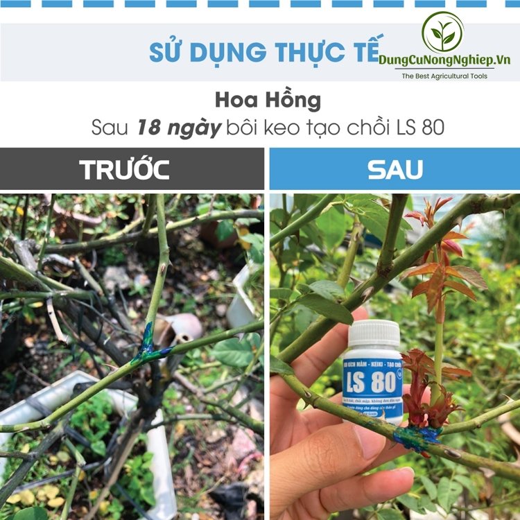 Keo Tạo Mầm – Kích Keiki – Kích Chồi LS 80
