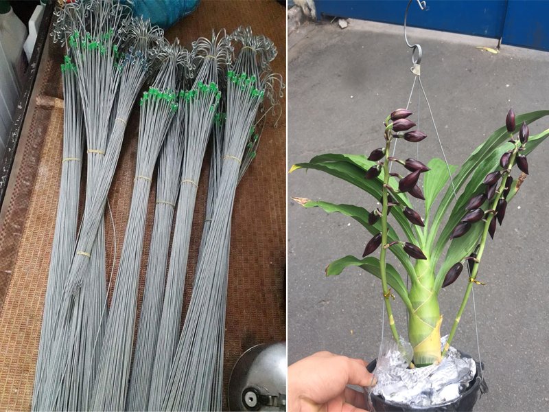 Móc lan (thường) 90cm