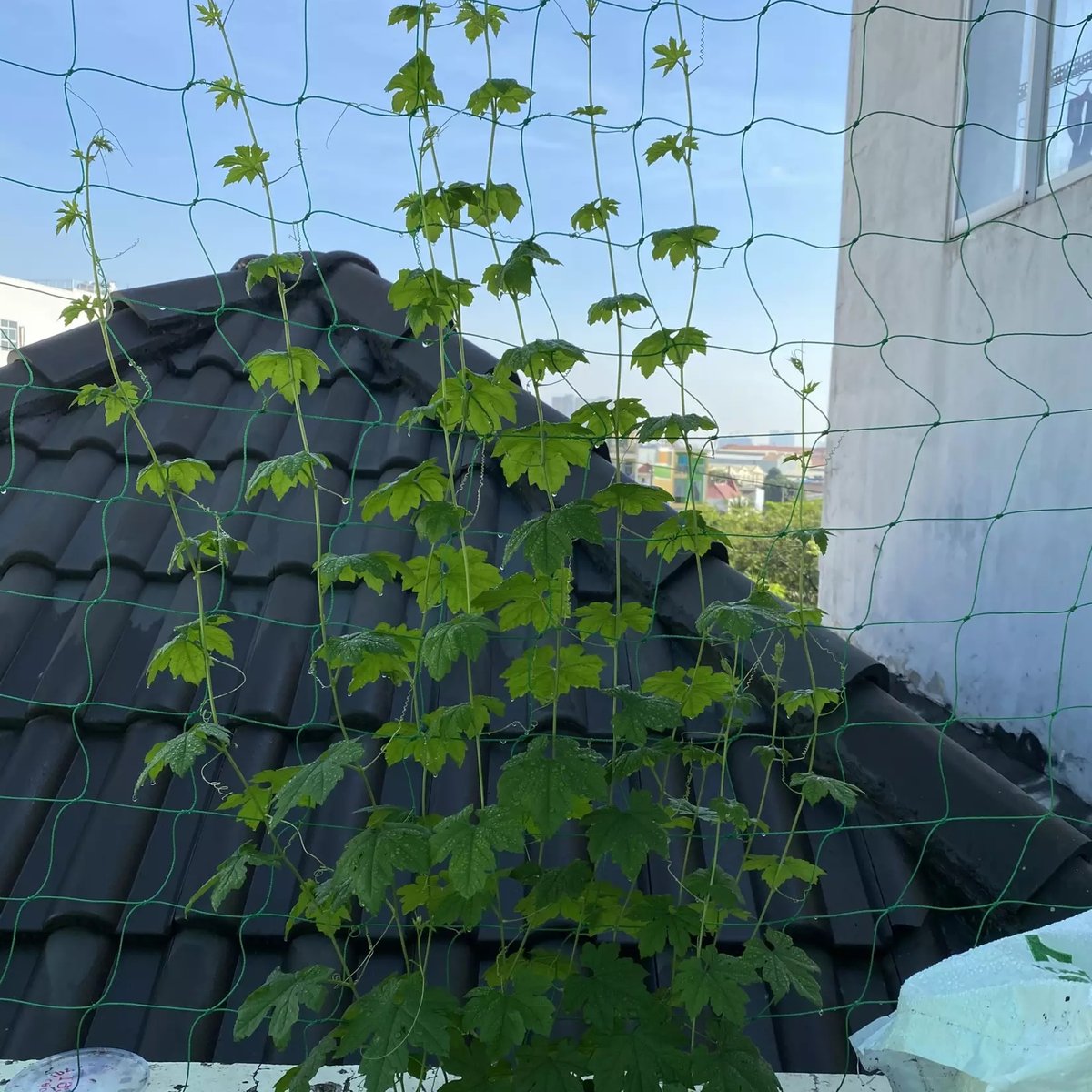 Lưới làm giàn leo Tháp xanh 1.8m x 1.8m