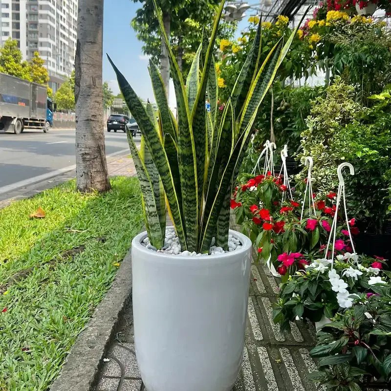 Cây Lưỡi Hổ