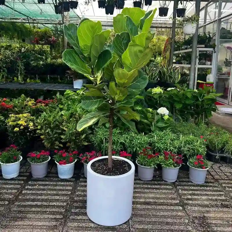 Cây Bàng Singapore