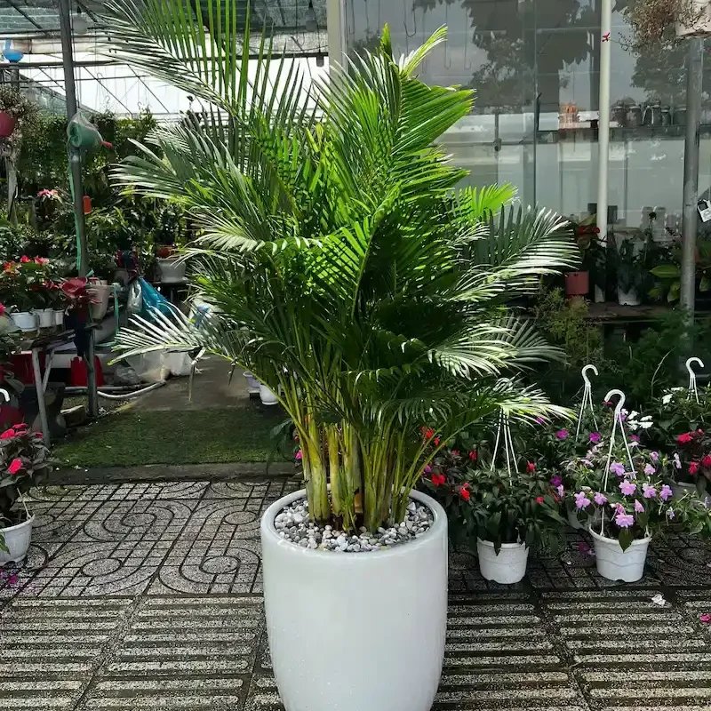 Cây Cau Nhật
