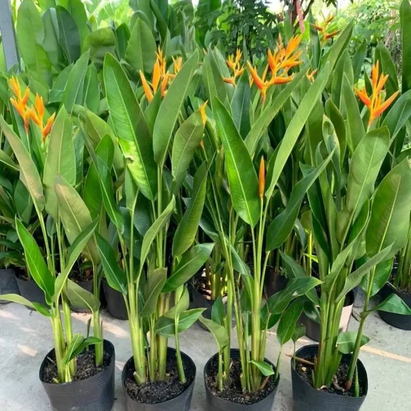 Cây Chuối Mỏ Két