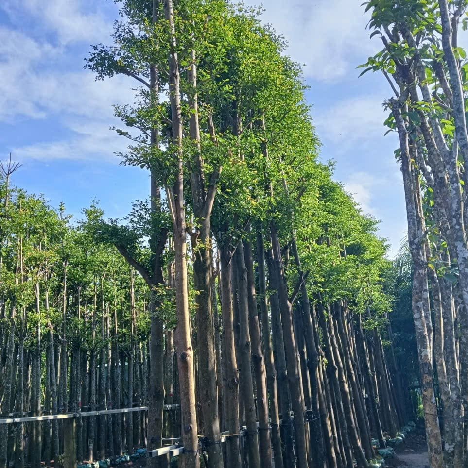 Cây Bàng Đài Loan