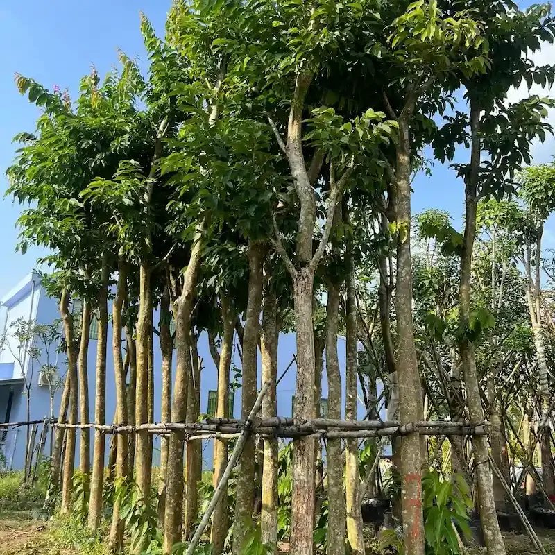 Cây Bằng Lăng