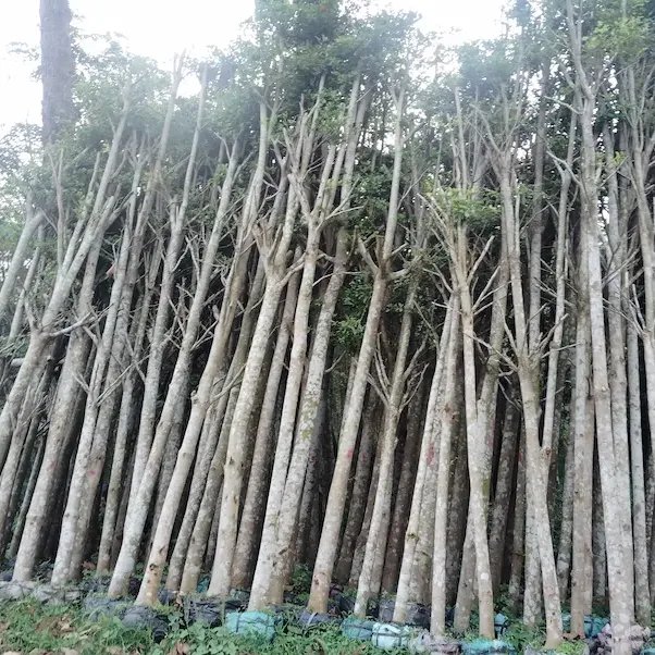 Cây Công Trình Bảng Giá Uy Tín Chất Lượng