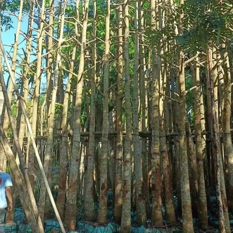 Cây Dầu Rái