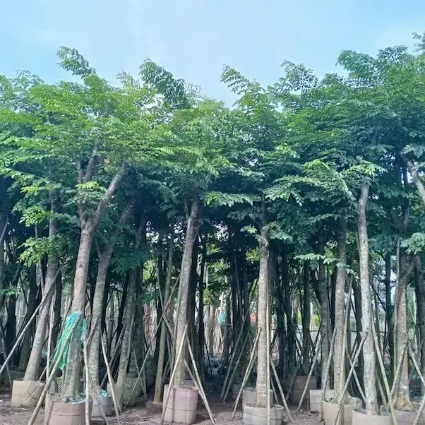 Cây Giáng Hương