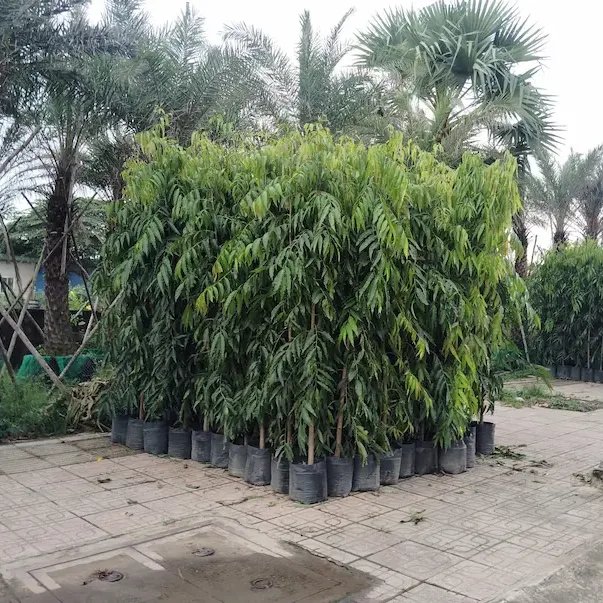 Cây Hoàng Nam