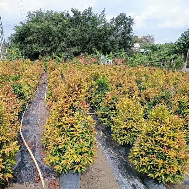 Cây Hồng Lộc