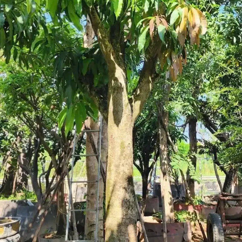 Cây Xoài