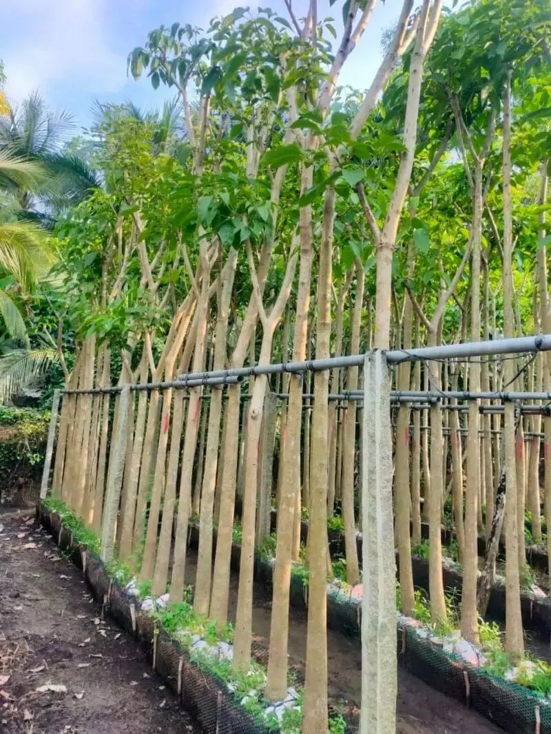 Cây Kèn Hồng