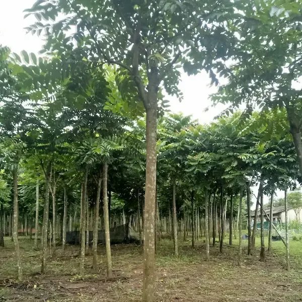 Cây Lát Hoa