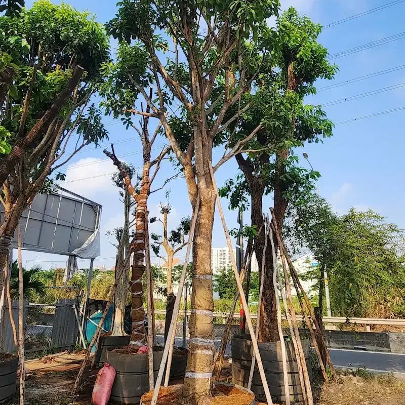 Cây Lộc Vừng