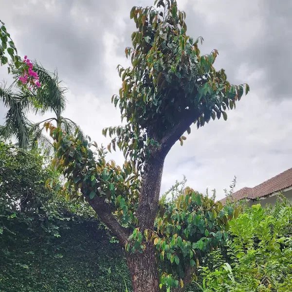 Cây Vú Sữa