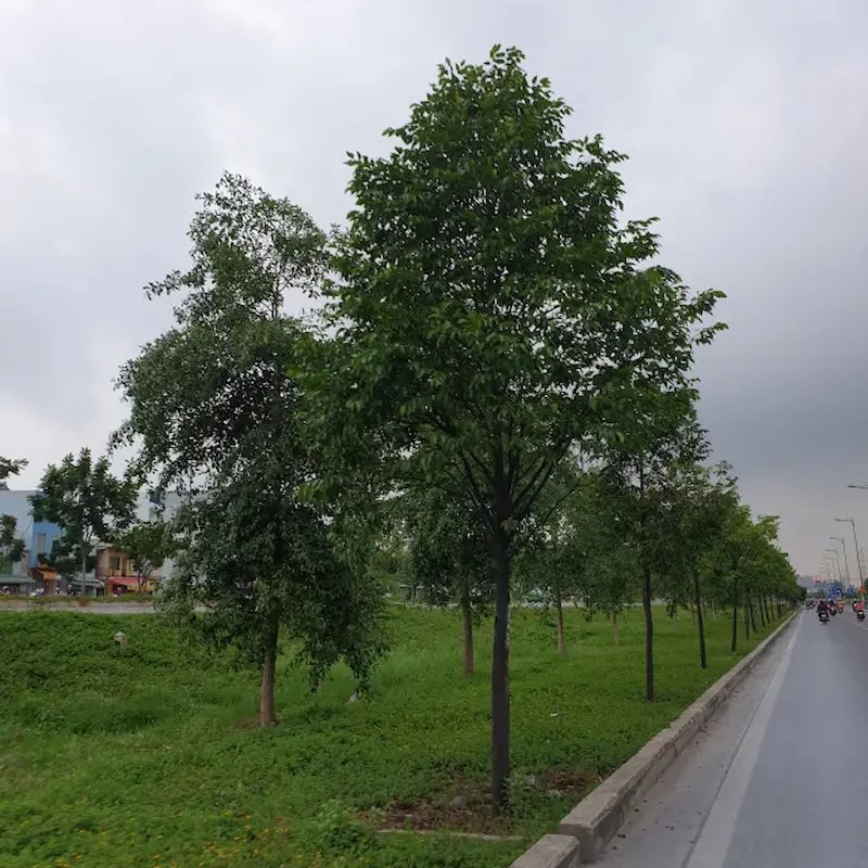 Cây Sao Đen