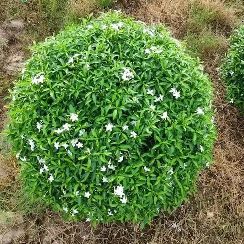 Cây Mai Vạn Phúc