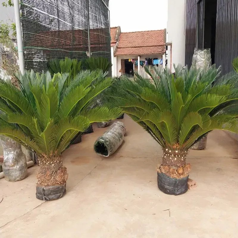 Cây Vạn Tuế